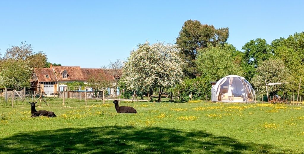 La Bulle des Alpagas � bulle insolite sous les �toiles