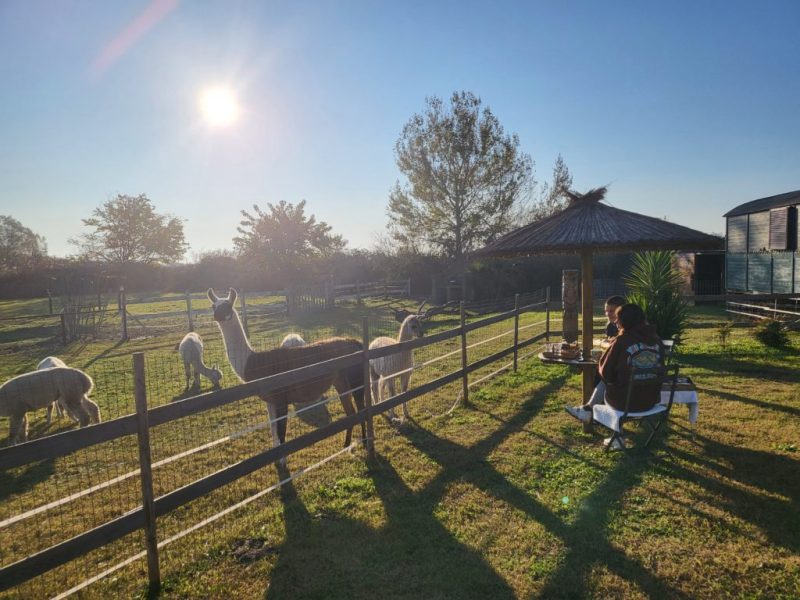 Roulotte Pura Vida � la ferme